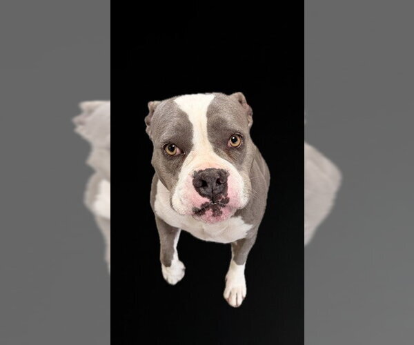 Medium Photo #2 Mutt Puppy For Sale in Downey, CA, USA