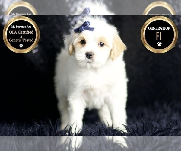 Medium Photo #7 Maltipoo Puppy For Sale in WARSAW, IN, USA