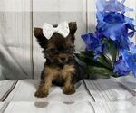 Small #9 Yorkshire Terrier