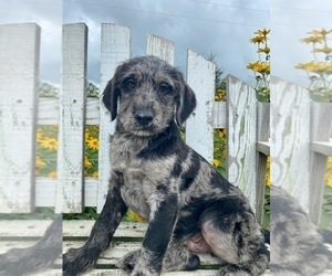 Labradoodle Puppy for sale in FREDERICKSBURG, OH, USA