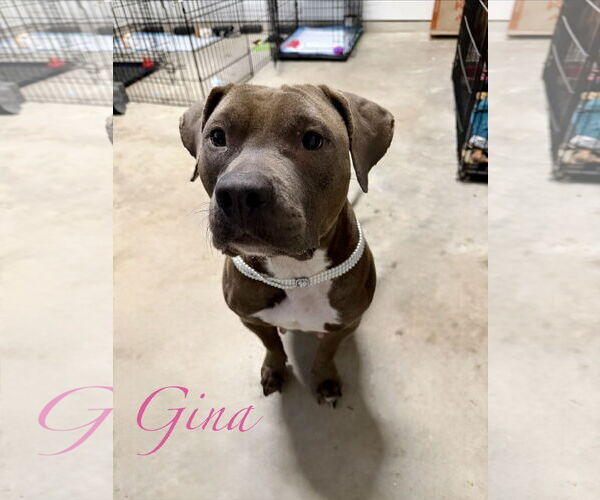 Medium Photo #3 Staffordshire Bull Terrier-Unknown Mix Puppy For Sale in The Woodlands, TX, USA