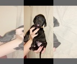 Small Photo #2 Great Dane Puppy For Sale in STAUNTON, VA, USA
