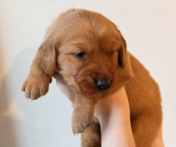 Medium Photo #2 Golden Retriever Puppy For Sale in CHINO VALLEY, AZ, USA