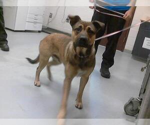 German Shepherd Dog-Unknown Mix Dogs for adoption in Fayetteville, NC, USA