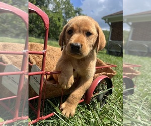 Labrador Retriever Puppy for Sale in NEOLA, West Virginia USA