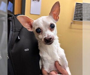 Chihuahua Dogs for adoption in Modesto, CA, USA