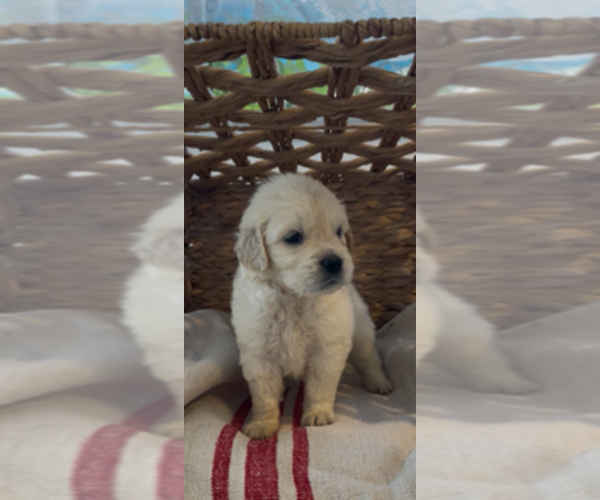 Medium Photo #2 Golden Retriever Puppy For Sale in MERCED, CA, USA