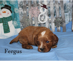 Small Photo #10 Cavapoo Puppy For Sale in CHANUTE, KS, USA