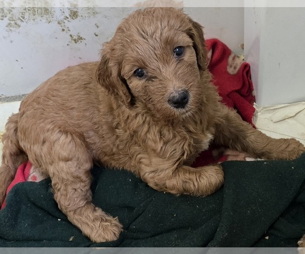 Medium Photo #2 Goldendoodle Puppy For Sale in BROADVIEW HEIGHTS, OH, USA