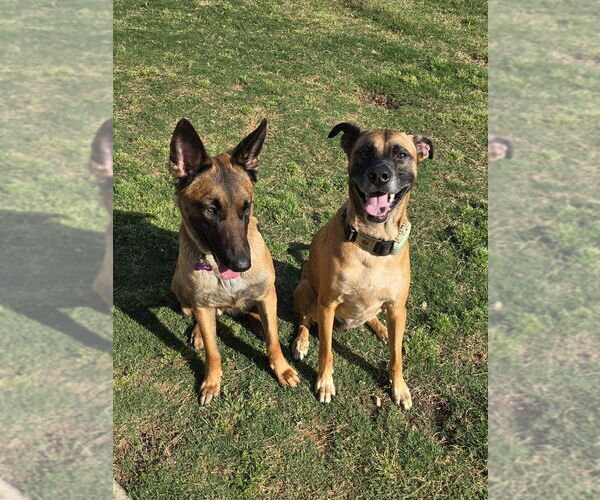 Medium Photo #11 Mutt Puppy For Sale in Imlay City, MI, USA