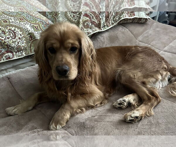 Medium Photo #6 Cocker Spaniel Puppy For Sale in Mundelein, IL, USA