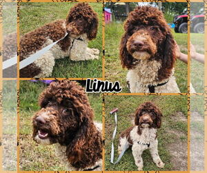 Medium Poodle (Miniature)-Poodle (Standard) Mix