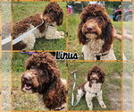 Small Poodle (Miniature)-Poodle (Standard) Mix