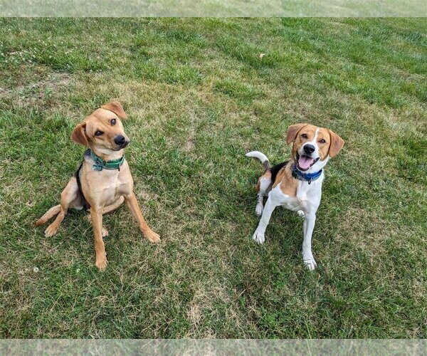 Medium Photo #9 Mutt Puppy For Sale in Roxboro, NC, USA