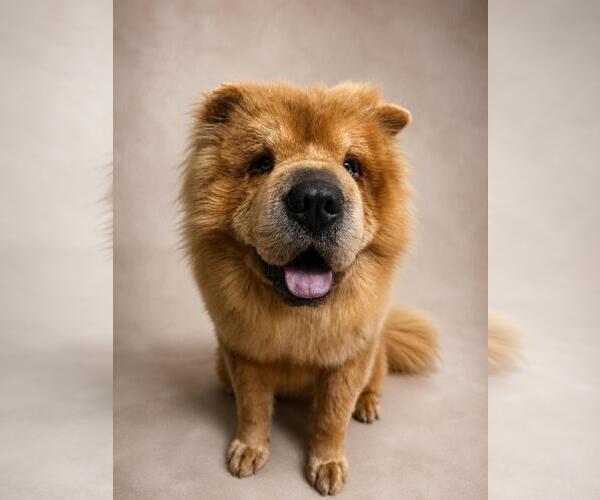 Medium Photo #1 Chow Chow-Unknown Mix Puppy For Sale in Rockwall, TX, USA