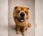 Small Chow Chow Mix