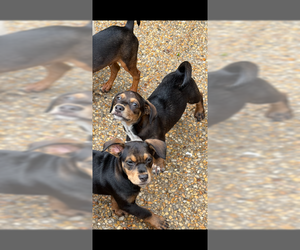 9 puppies Autumn Litter - Female Cheagle Dog for Adoption - Photo #3