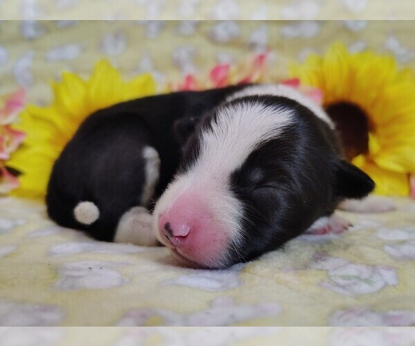 Medium Photo #6 Border Collie Puppy For Sale in NORBORNE, MO, USA