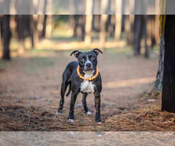 Medium Photo #17 American Pit Bull Terrier-Labrador Retriever Mix Puppy For Sale in Brewster, NY, USA