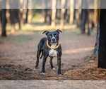 Small #16 American Pit Bull Terrier-Labrador Retriever Mix