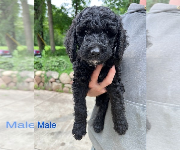 Medium Photo #3 Poodle (Standard) Puppy For Sale in KIMBALL, MN, USA