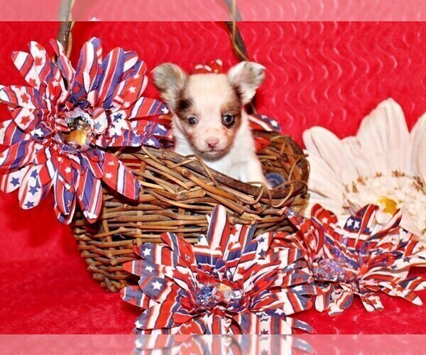 Medium Photo #56 Chihuahua Puppy For Sale in CHARLESTON, AR, USA