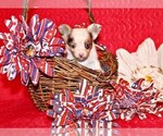 Small #3 Chihuahua