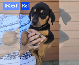 Labrador Retriever-Unknown Mix Dogs for adoption in Alexander, AR, USA