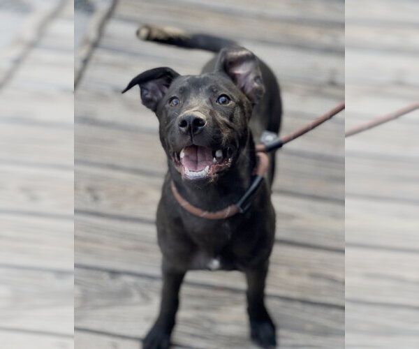 Medium Photo #21 Mutt Puppy For Sale in Dana Point, CA, USA