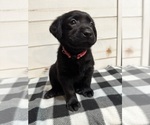 Small #2 Labrador Retriever