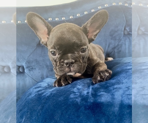 Medium Photo #1 French Bulldog Puppy For Sale in BEAVERTON, OR, USA