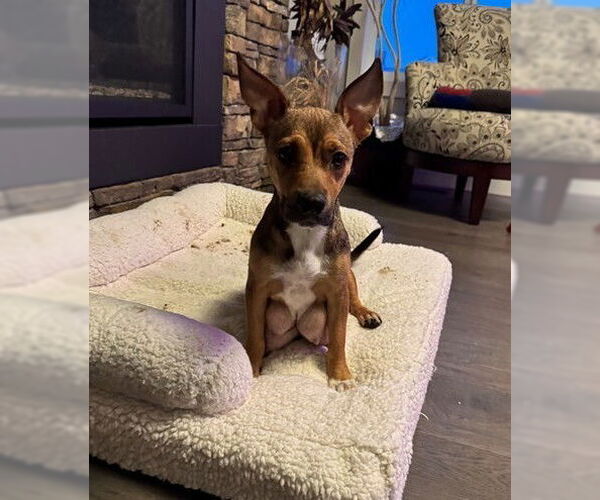 Medium Photo #3 Chihuahua-Unknown Mix Puppy For Sale in Calgary, Alberta, Canada