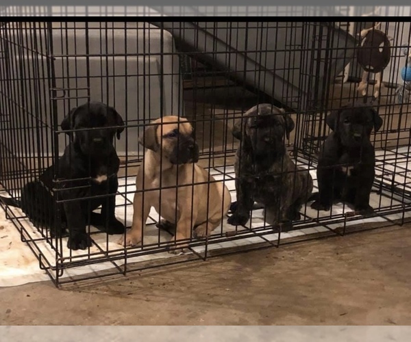 Medium Photo #1 Presa Canario Puppy For Sale in POWDER SPRINGS, GA, USA