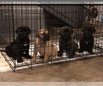 Small Photo #1 Presa Canario Puppy For Sale in POWDER SPRINGS, GA, USA
