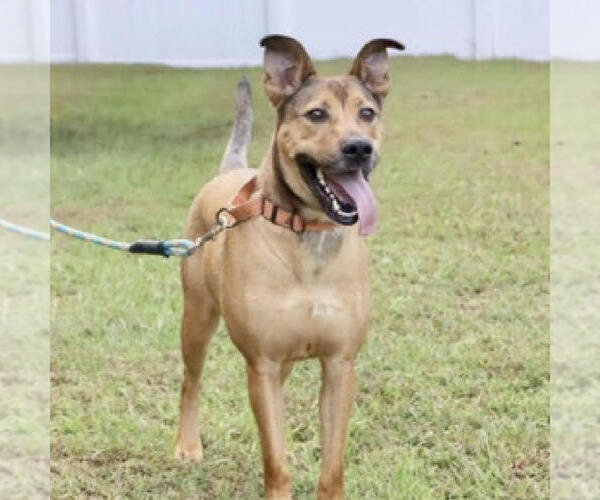 Medium Photo #7 Black Mouth Cur-German Shepherd Dog Mix Puppy For Sale in Spring Lake, NC, USA