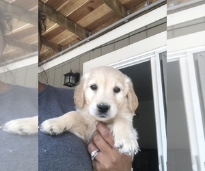 Golden Retriever Puppy for sale in PLACERVILLE, CA, USA