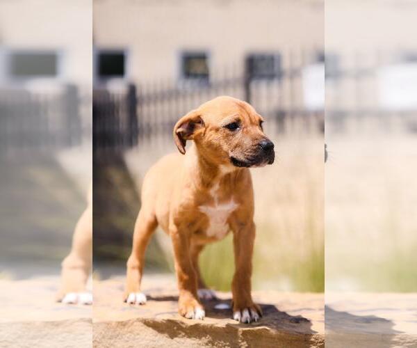 Medium Photo #7 Labrador Retriever-Unknown Mix Puppy For Sale in Rockwall, TX, USA