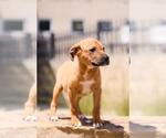 Small Photo #7 Labrador Retriever-Unknown Mix Puppy For Sale in Rockwall, TX, USA