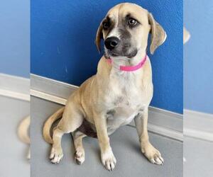 German Shepherd Dog-Mastiff Mix Dogs for adoption in Visalia, CA, USA