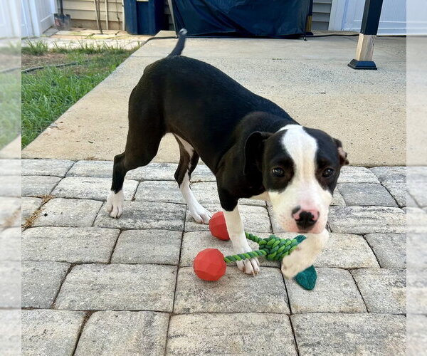 Medium Photo #7 Mutt Puppy For Sale in Mooresville, NC, USA
