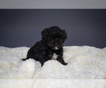 Small Photo #4 Aussiedoodle Puppy For Sale in PORTAGE, MI, USA