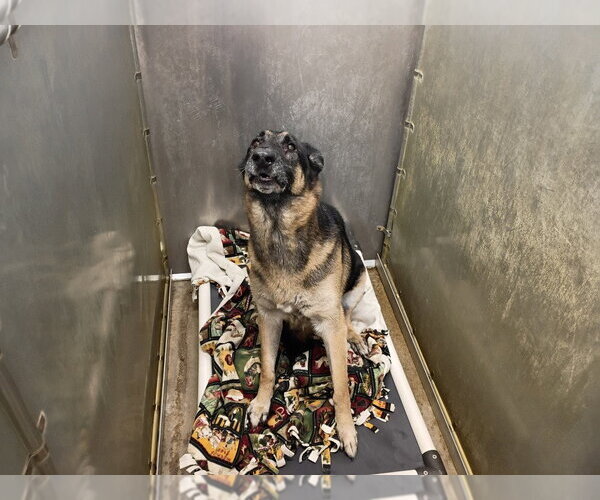 Medium Photo #2 German Shepherd Dog Puppy For Sale in La Porte, IN, USA