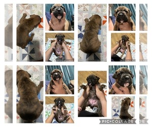 Boxer Puppy for sale in SUFFOLK, VA, USA