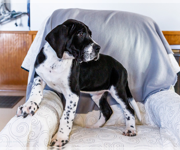 Medium Photo #1 Great Dane Puppy For Sale in WAKARUSA, IN, USA