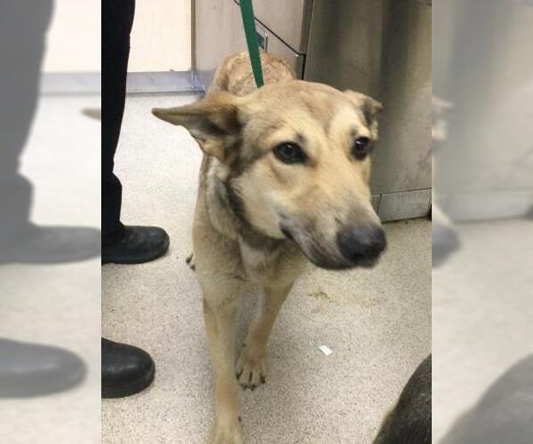 Medium Photo #1 German Shepherd Dog-Unknown Mix Puppy For Sale in Riverside, CA, USA