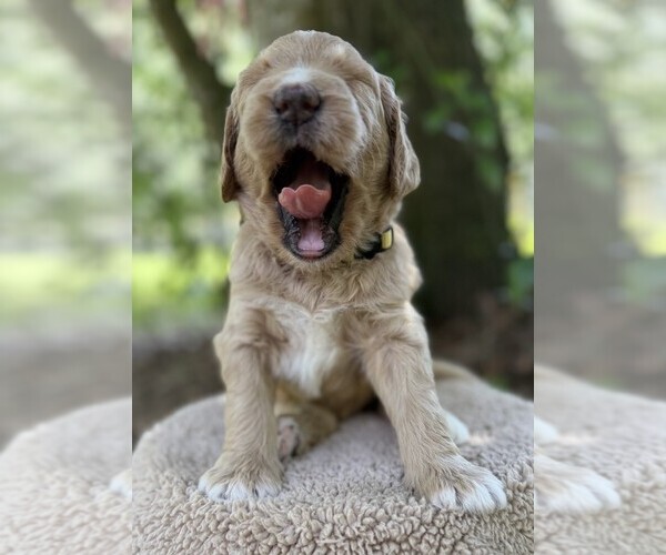 Medium Photo #88 Goldendoodle Puppy For Sale in PIERSON, FL, USA