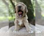 Small Photo #88 Goldendoodle Puppy For Sale in PIERSON, FL, USA