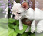 Small Photo #11 French Bulldog Puppy For Sale in READING, PA, USA