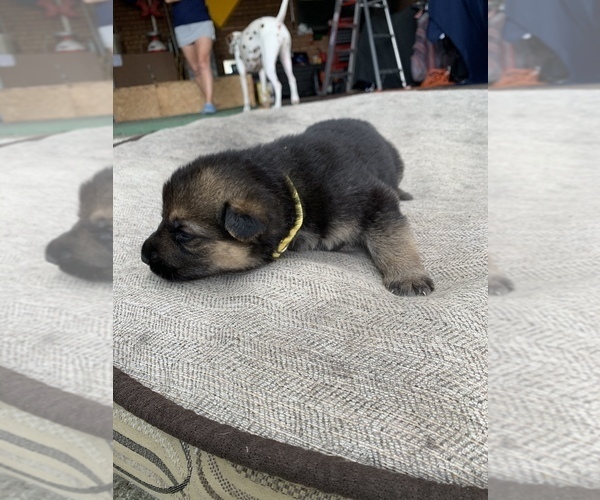Medium Photo #2 German Shepherd Dog Puppy For Sale in GRAND ISLAND, FL, USA
