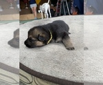 Small Photo #2 German Shepherd Dog Puppy For Sale in GRAND ISLAND, FL, USA